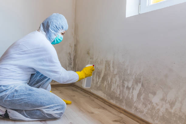 Black mold inspection in Powder Springs