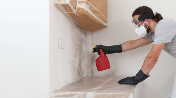 Basement Mold Remediation treatment on basement walls in Powder Springs